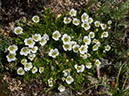 %_tempFileName2015-07-14_02_RMNP_Ute_Crossing-7142968%