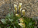 %_tempFileName2015-07-14_02_RMNP_Ute_Crossing-7142977%