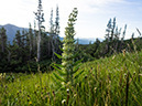 %_tempFileName2015-07-18_01_Chasm_Lake-7183088%