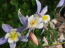 %_tempFileName2015-07-18_01_Chasm_Lake-7183141%