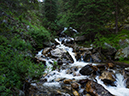 %_tempFileName2015-07-22_01_Gray_Jay_Buchwhack-44%