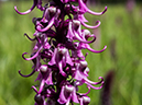 %_tempFileName2015-07-22_01_Gray_Jay_Buchwhack-70%