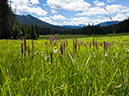 %_tempFileName2015-07-22_01_Gray_Jay_Buchwhack-73%