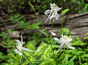 %_tempFileName2015-07-22_01_Gray_Jay_Buchwhack-82%