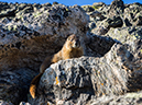 %_tempFileName2015-07-31_01_Flattop_Ptarmigan_Point_Knobtop_Gabletop-7313357%