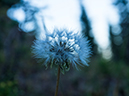 %_tempFileName2015-09-02_01_Ida_Chief_Cheley-9023899%