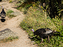 %_tempFileName2015-09-16_01_Bridal_Veil_Falls-9164166%