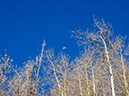 %_tempFileName2015-09-27_01_Sneffels_Highlne_Trail-030163%