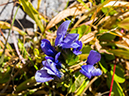 %_tempFileName2015-09-27_01_Sneffels_Highlne_Trail-030197%