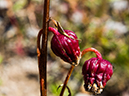%_tempFileName2015-09-27_01_Sneffels_Highlne_Trail-030208%