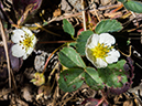 %_tempFileName2015-09-27_01_Sneffels_Highlne_Trail-030217%