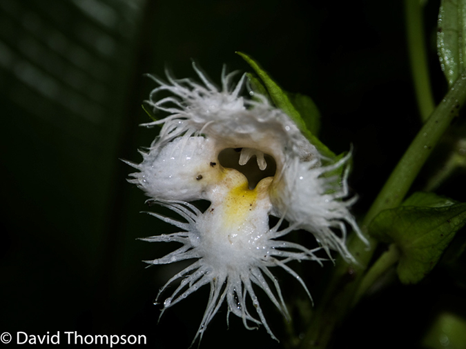 %_tempFileName2015-11_08_01_Monteverde-080564%