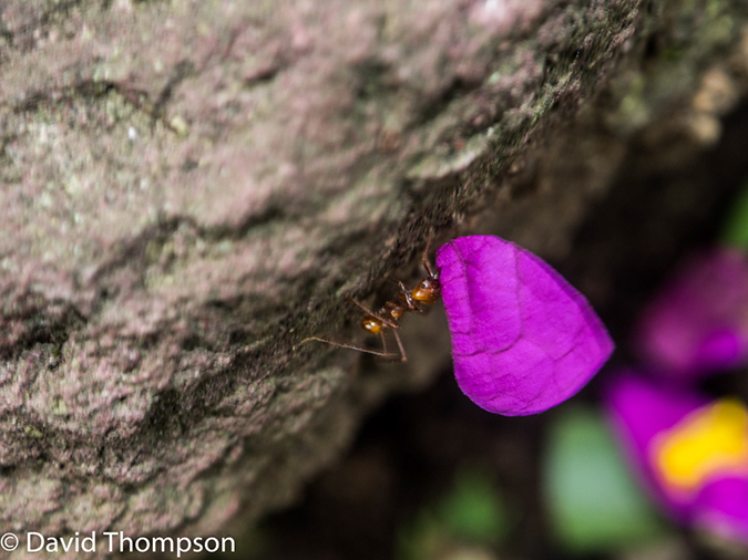 %_tempFileName2015-11_11_01_Hotel_Bougainvillea-110852%