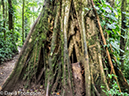 %_tempFileName2015-11_08_01_Monteverde-080556%