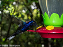 %_tempFileName2015-11_08_01_Monteverde-080617%