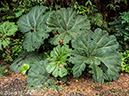 %_tempFileName2015-11_10_01_Poas_Volcano_National_Park-100677%