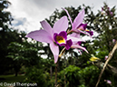 %_tempFileName2015-11_11_01_Hotel_Bougainvillea-110839%