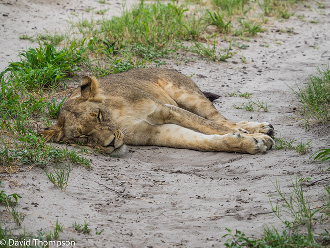 %_tempFileName2016_01-13_06_Botswana_Chobe_NP_Camp_Savuti_Afternoon_Game_Drive-1131415%