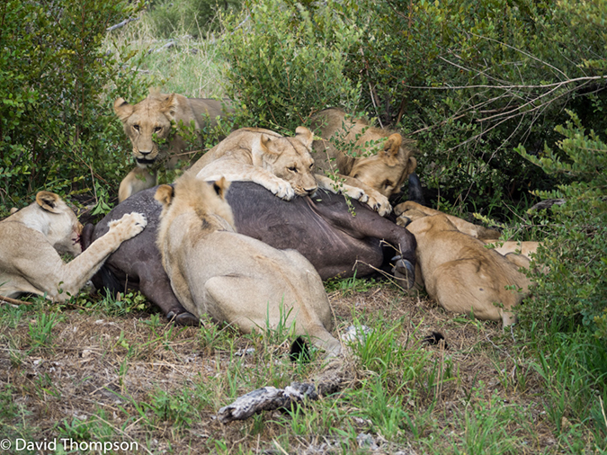 %_tempFileName2016_01-13_06_Botswana_Chobe_NP_Camp_Savuti_Afternoon_Game_Drive-1131514%