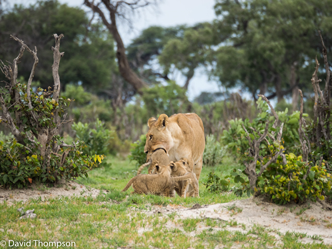 %_tempFileName2016_01-14_03_Botwana_Chobe_NP_Camp_Savuti_Afternoon_Game_Drive-1141800%