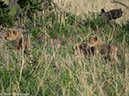 %_tempFileName2016-01-14_01_Botswana_Chobe_NP_Camp_Savuti_Morning_Game_Drive-1141572%