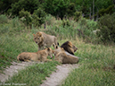 %_tempFileName2016_01-15_01_Botswana_Chobe_NP_Camp_Savuti_Morning_Game_Drive-1151945%