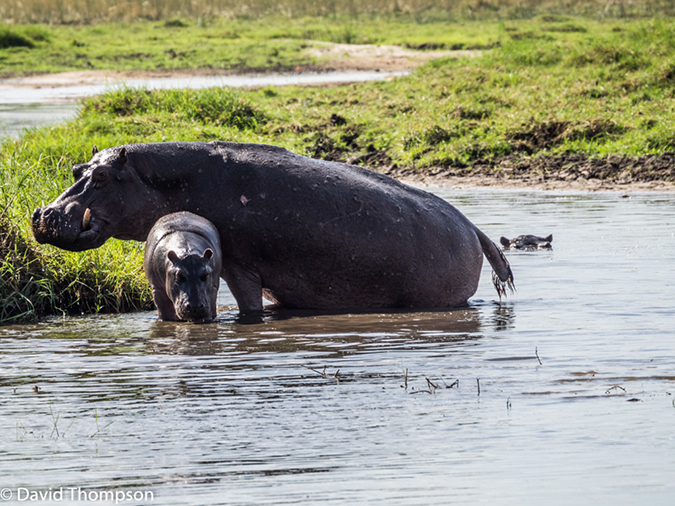 %_tempFileName2016_01-11_03_Botswana_Oddball_Enclave_Game_Walk-1110957%