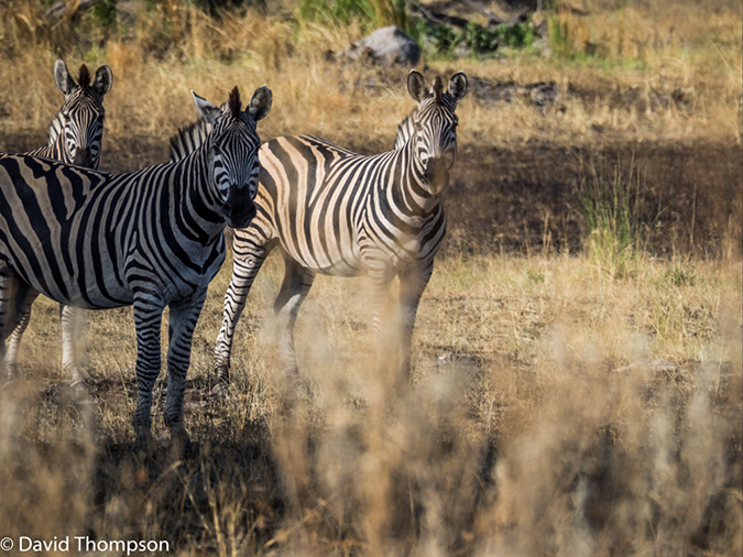 %_tempFileName2016_01-11_03_Botswana_Oddball_Enclave_Game_Walk-1110981%