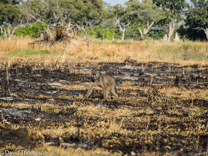 %_tempFileName2016_01-11_03_Botswana_Oddball_Enclave_Game_Walk-1111000%