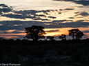 %_tempFileName2016-01-14_01_Botswana_Chobe_NP_Camp_Savuti_Morning_Game_Drive-1141532%