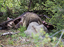 %_tempFileName2016-01-14_01_Botswana_Chobe_NP_Camp_Savuti_Morning_Game_Drive-1141541%