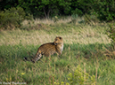 %_tempFileName2016-01-14_01_Botswana_Chobe_NP_Camp_Savuti_Morning_Game_Drive-1141548%