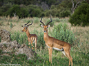 %_tempFileName2016-01-14_01_Botswana_Chobe_NP_Camp_Savuti_Morning_Game_Drive-1141554%