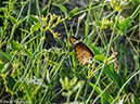 %_tempFileName2016-01-14_01_Botswana_Chobe_NP_Camp_Savuti_Morning_Game_Drive-1141582%