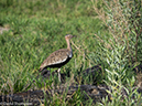 %_tempFileName2016-01-14_01_Botswana_Chobe_NP_Camp_Savuti_Morning_Game_Drive-1141584%