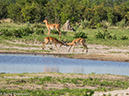 %_tempFileName2016-01-14_01_Botswana_Chobe_NP_Camp_Savuti_Morning_Game_Drive-1141611%