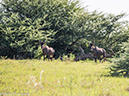 %_tempFileName2016-01-14_01_Botswana_Chobe_NP_Camp_Savuti_Morning_Game_Drive-1141623%