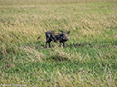 %_tempFileName2016-01-14_01_Botswana_Chobe_NP_Camp_Savuti_Morning_Game_Drive-1141636%