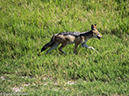 %_tempFileName2016-01-14_01_Botswana_Chobe_NP_Camp_Savuti_Morning_Game_Drive-1141654%