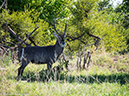 %_tempFileName2016-01-14_01_Botswana_Chobe_NP_Camp_Savuti_Morning_Game_Drive-1141670%