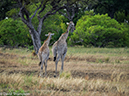 %_tempFileName2016_01-12_02_Botswana_Oddball_Enclave_Morning_Game_Walk-1121065%