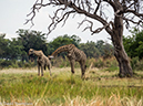 %_tempFileName2016_01-12_04_Botswana_Oddball_Enclave_Afternoon_Game_Walk-1121217%