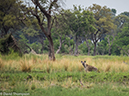 %_tempFileName2016_01-12_04_Botswana_Oddball_Enclave_Afternoon_Game_Walk-1121250%