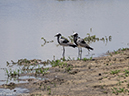 %_tempFileName2016_01-13_05_Botswana_Chobe_NP_Camp_Savuti-1131354%