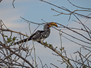 %_tempFileName2016_01-13_06_Botswana_Chobe_NP_Camp_Savuti_Afternoon_Game_Drive-1131372%