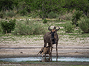 %_tempFileName2016_01-13_06_Botswana_Chobe_NP_Camp_Savuti_Afternoon_Game_Drive-1131388%