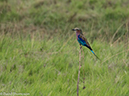 %_tempFileName2016_01-13_06_Botswana_Chobe_NP_Camp_Savuti_Afternoon_Game_Drive-1131398%
