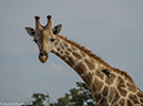 %_tempFileName2016_01-13_06_Botswana_Chobe_NP_Camp_Savuti_Afternoon_Game_Drive-1131433%