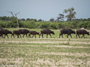 %_tempFileName2016_01-14_03_Botwana_Chobe_NP_Camp_Savuti_Afternoon_Game_Drive-1141721%