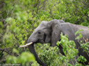%_tempFileName2016_01-14_03_Botwana_Chobe_NP_Camp_Savuti_Afternoon_Game_Drive-1141783%